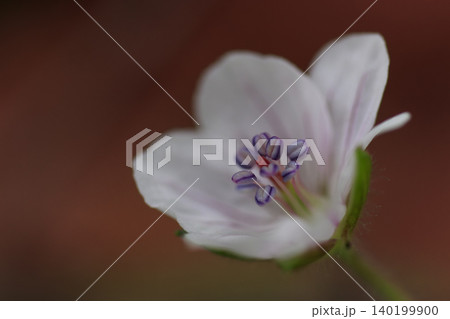 秋の野に咲く草花ゲンノショウコ 秋の野に咲く草花ゲンノショウコ 140199900