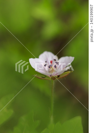 秋の野に咲く草花ゲンノショウコ 秋の野に咲く草花ゲンノショウコ 140199907