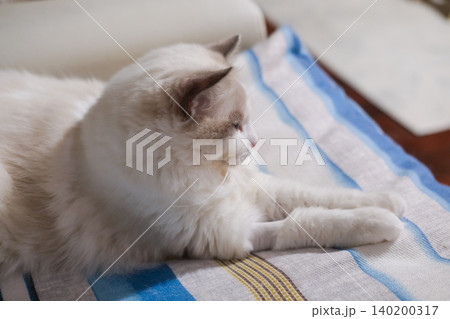Male ragdoll cat lying on the couch, domestic cat 140200317