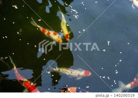 Koi fish or Nishikigoi in outdoor pond in the Japanese style garden Koi fish or Nishikigoi in outdoor pond in the Japanese style garden 140200319