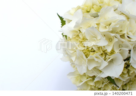 クリーム色の紫陽花のラウンドブーケ クリーム色の紫陽花のラウンドブーケ 140200471