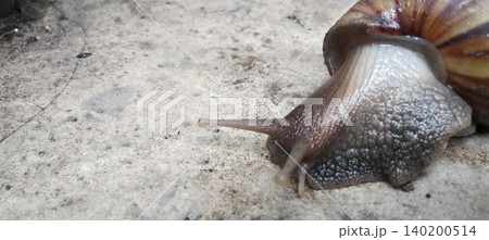 Close-up image of a large land snail with a brown and cream striped shell glistening on a concrete surface. Close-up image of a large land snail with a brown and cream striped shell glistening on a concrete surface. 140200514