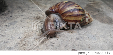 Close-up image of a large land snail with a brown and cream striped shell glistening on a concrete surface. Close-up image of a large land snail with a brown and cream striped shell glistening on a concrete surface. 140200515