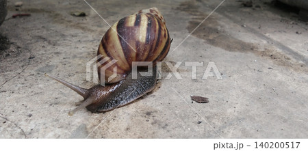 Close-up image of a large land snail with a brown and cream striped shell glistening on a concrete surface. Close-up image of a large land snail with a brown and cream striped shell glistening on a concrete surface. 140200517
