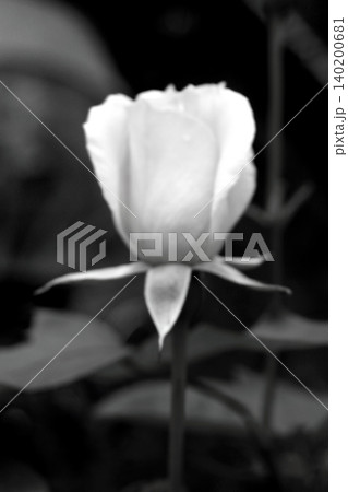 白い薔薇白黒異次元の世界 白い薔薇白黒異次元の世界 140200681