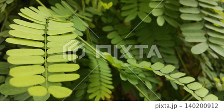 A close-up image showing fresh green compound leaves with soft textured details and natural lighting. A close-up image showing fresh green compound leaves with soft textured details and natural lighting. 140200912
