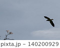 大きな鳴き声を出しながら空を飛び回るインドトサカゲリ 140200929
