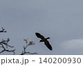 大きな鳴き声を出しながら空を飛び回るインドトサカゲリ 140200930