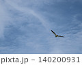 大きな鳴き声を出しながら空を飛び回るインドトサカゲリ 140200931