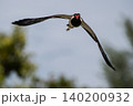 大きな鳴き声を出しながら空を飛び回るインドトサカゲリ 140200932