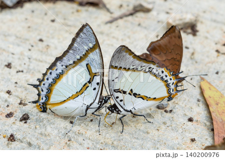 two butterflies two butterflies 140200976