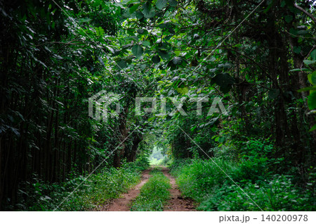 small road in a small forest small road in a small forest 140200978