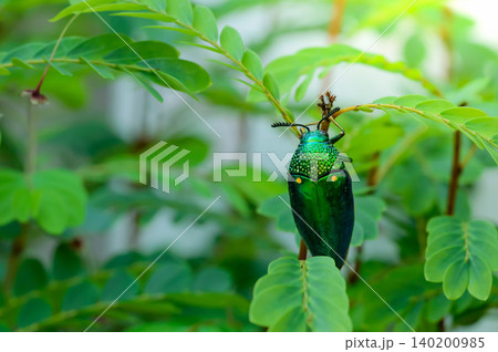 A metallic wood-boring beetle, Jewel beetle, Buprestid (Sternocera aequisignata) in nature 140200985