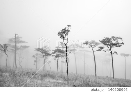 a back-and-white photograph of pine wood with the foggy scene in the evening before sunset after a heavy rain a back-and-white photograph of pine wood with the foggy scene in the evening before sunset after a heavy rain 140200995