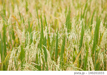 golden rice field in golden sunshine in afternoon 140201033