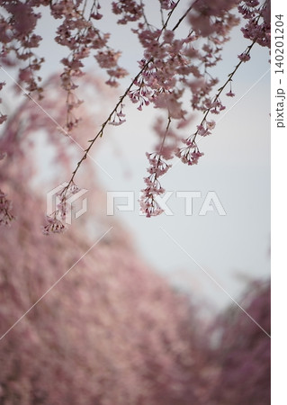 福島県喜多方市 満開の日中線しだれ桜並木 福島県喜多方市 満開の日中線しだれ桜並木 140201204