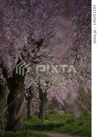 福島県喜多方市 満開の日中線しだれ桜並木 福島県喜多方市 満開の日中線しだれ桜並木 140201205