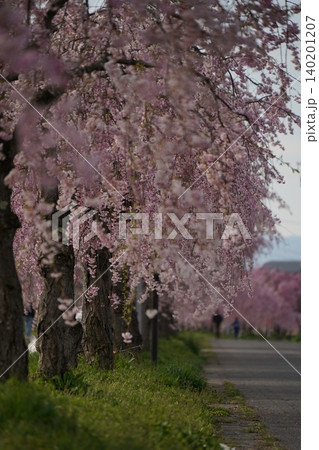 福島県喜多方市 満開の日中線しだれ桜並木 福島県喜多方市 満開の日中線しだれ桜並木 140201207