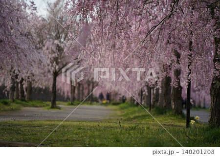 福島県喜多方市 満開の日中線しだれ桜並木 福島県喜多方市 満開の日中線しだれ桜並木 140201208