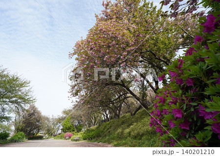 横浜市の菊名桜山公園の八重桜重桜 カーボン山 横浜市の菊名桜山公園の八重桜重桜 カーボン山 140201210