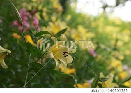 百合の花 143 百合の花 143 140201582