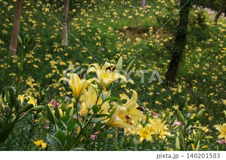 百合の花 144 百合の花 144 140201583