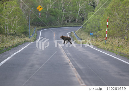 峠道を歩くヒグマ 峠道を歩くヒグマ 140201639