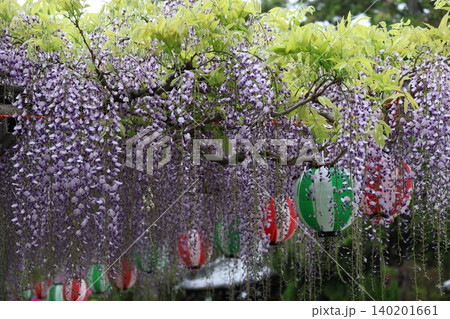 紫色の花びらの満開のフジの花の藤棚に提灯のある風景 紫色の花びらの満開のフジの花の藤棚に提灯のある風景 140201661