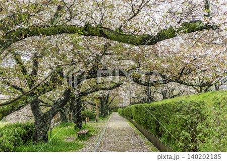 酒津公園 桜のトンネル 岡山県倉敷市 酒津公園 桜のトンネル 岡山県倉敷市 140202185