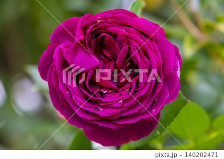 A vibrant blossoming purple coloured rose flower in a domestic garden A vibrant blossoming purple coloured rose flower in a domestic garden 140202471