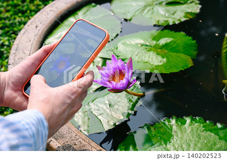 Blogger taking photo of beautiful purple water lily flower with smartphone for social media during solo travel summer vacation in Macau China Blogger taking photo of beautiful purple water lily flower with smartphone for social media during solo travel summer vacation in Macau China 140202523