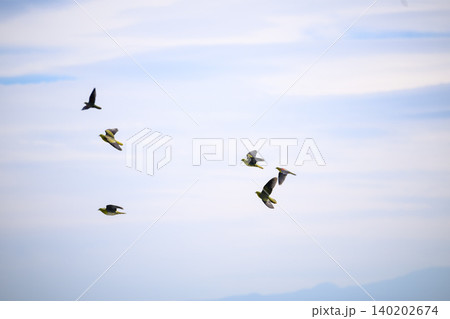 青空を飛ぶ鳥の群れ 140202674
