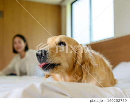 ベッドでくつろぐ犬 ベッドでくつろぐ犬 140202759