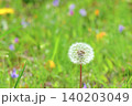 タンポポ 140203049