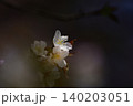 桜 140203051