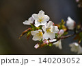 桜 140203052