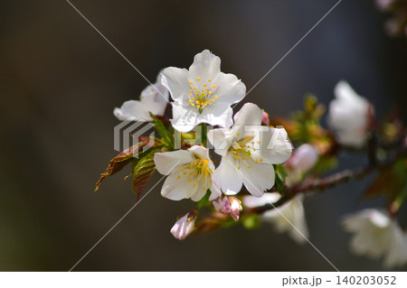 桜 桜 140203052