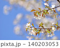 桜 140203053