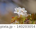 桜 140203054