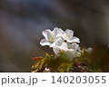 桜 140203055