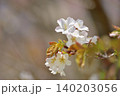 桜 140203056