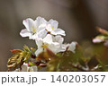 桜 140203057