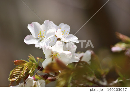 桜 桜 140203057