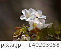 桜 140203058