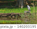 公園の池のサギ 140203195