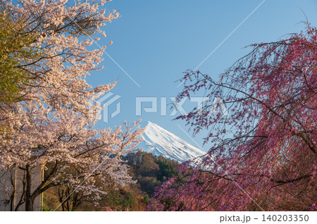 春の木々の隙間から見える富士山 春の木々の隙間から見える富士山 140203350