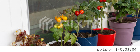 People plant and care for tomato plants on a balcony in the city. The small pots show green and red tomatoes ready to be picked during the growing season People plant and care for tomato plants on a balcony in the city. The small pots show green and red tomatoes ready to be picked during the growing season 140203584