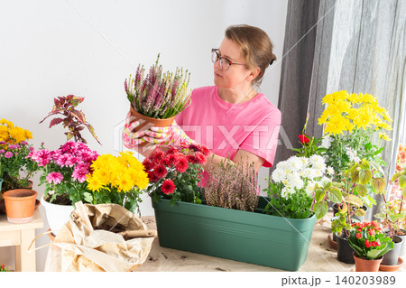 Woman 50 years old transplanting autumn flowers heather and chrysanthemums into pots and holding a pot with a heather and smiling, decorating a home terrace or balcony with flowers Woman 50 years old transplanting autumn flowers heather and chrysanthemums into pots and holding a pot with a heather and smiling, decorating a home terrace or balcony with flowers 140203989