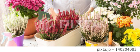 Man gardening, transplanting autumn heather flowers into pots, creating a charming atmosphere on his terrace for fall, banner Man gardening, transplanting autumn heather flowers into pots, creating a charming atmosphere on his terrace for fall, banner 140204083