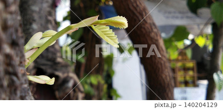 Macro photo showing young, light green leaf shoots just growing from a tree trunk. Macro photo showing young, light green leaf shoots just growing from a tree trunk. 140204129